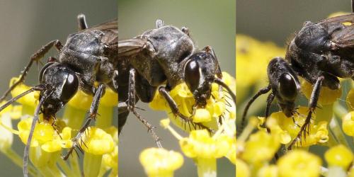 Episyron rufipes